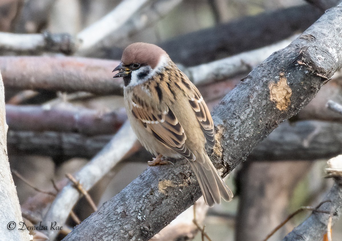 Eurasian Tree Sparrow - Demelza and Josh Larson
