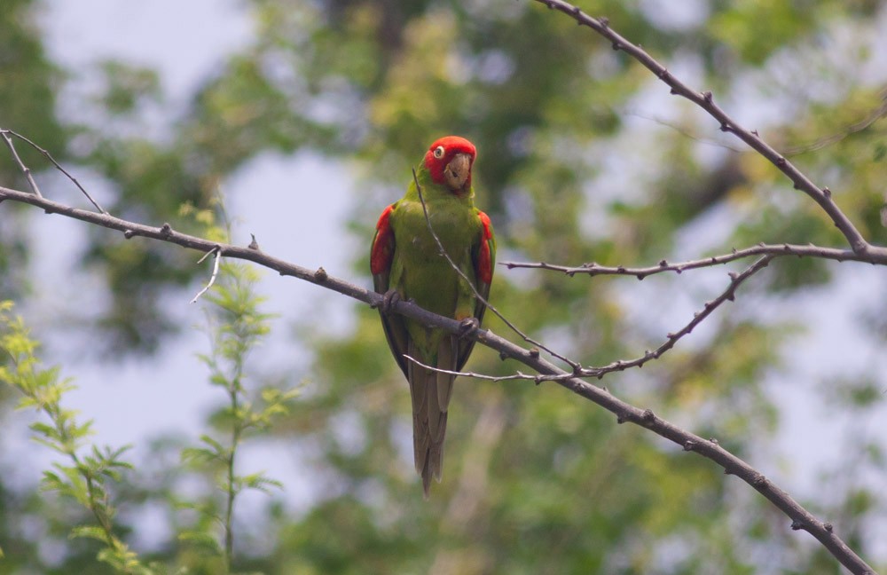 Guayaquil Papağanı - ML38808651