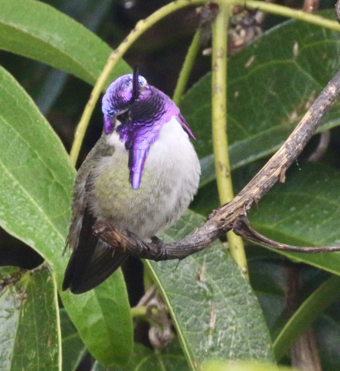 Costa's Hummingbird - ML388086781