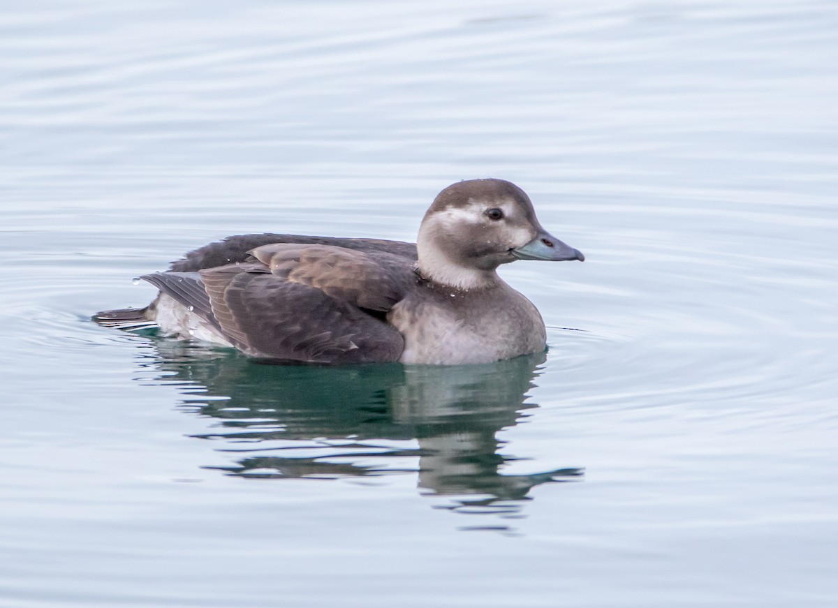 Long-tailed Duck - ML388089101