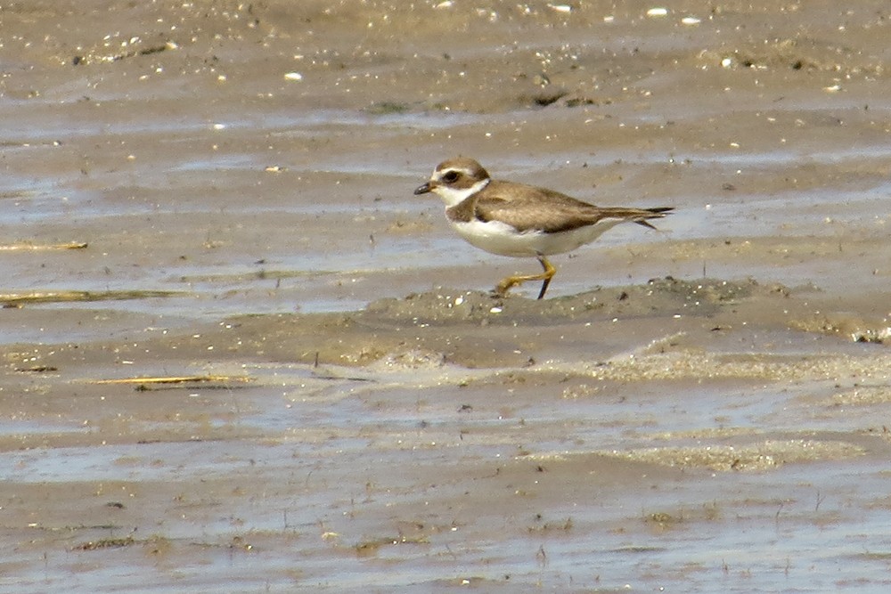 Semipalmated Plover - ML388089821