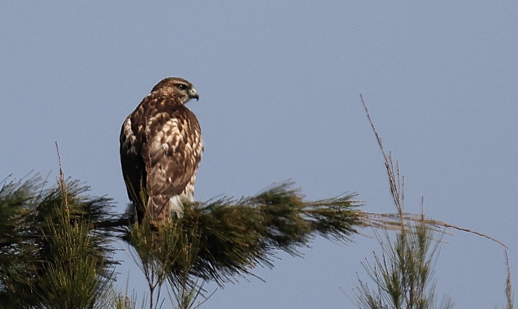 Red-tailed Hawk - ML388090011