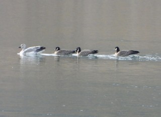 Cackling Goose, ML388092631
