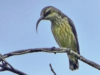 Female - Jens Thalund - ML388093451