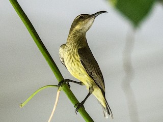 タイヨウ様 アカハラタイヨウチョウ - eBird