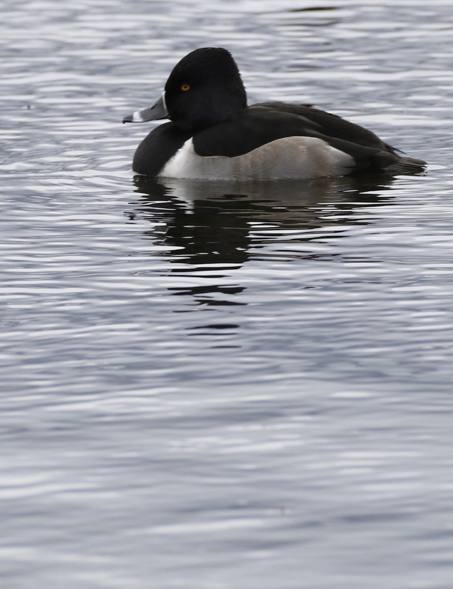 Ring-necked Duck - ML388094991