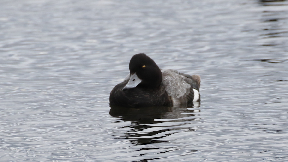 Greater/Lesser Scaup - ML388095651