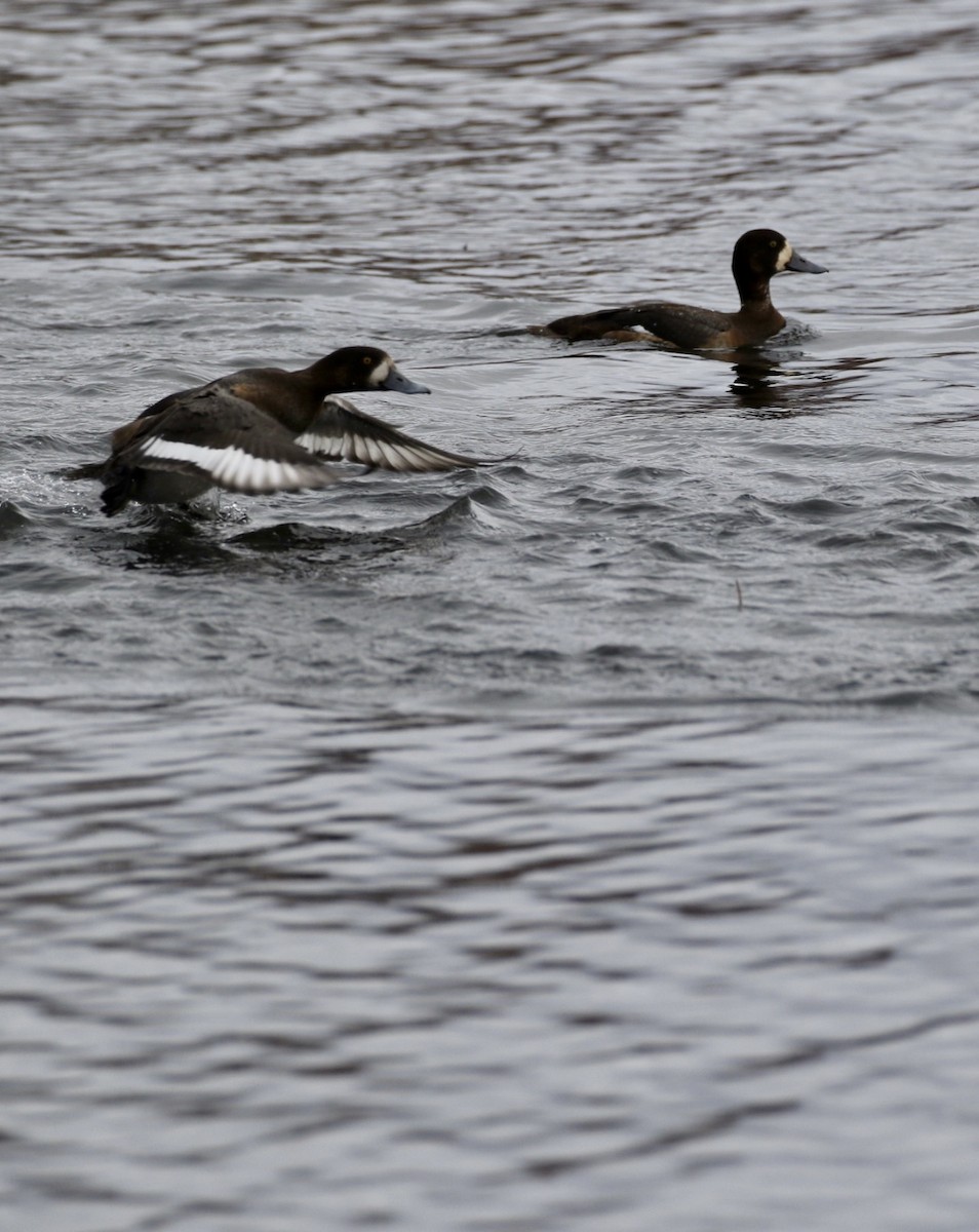 Greater/Lesser Scaup - ML388095821