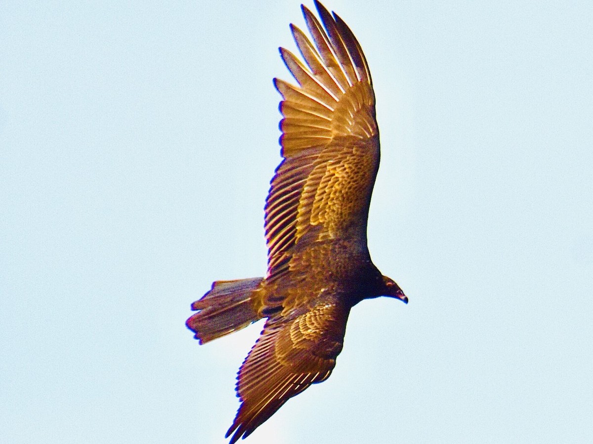 Turkey Vulture - ML388103041