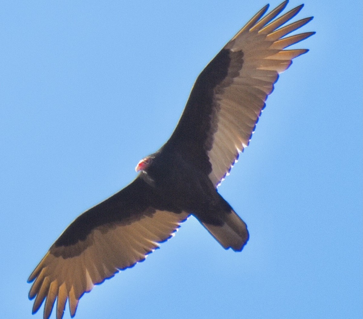Turkey Vulture - ML388103121