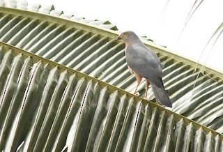  - Variable Goshawk