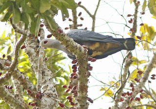  - Pinon's Imperial-Pigeon