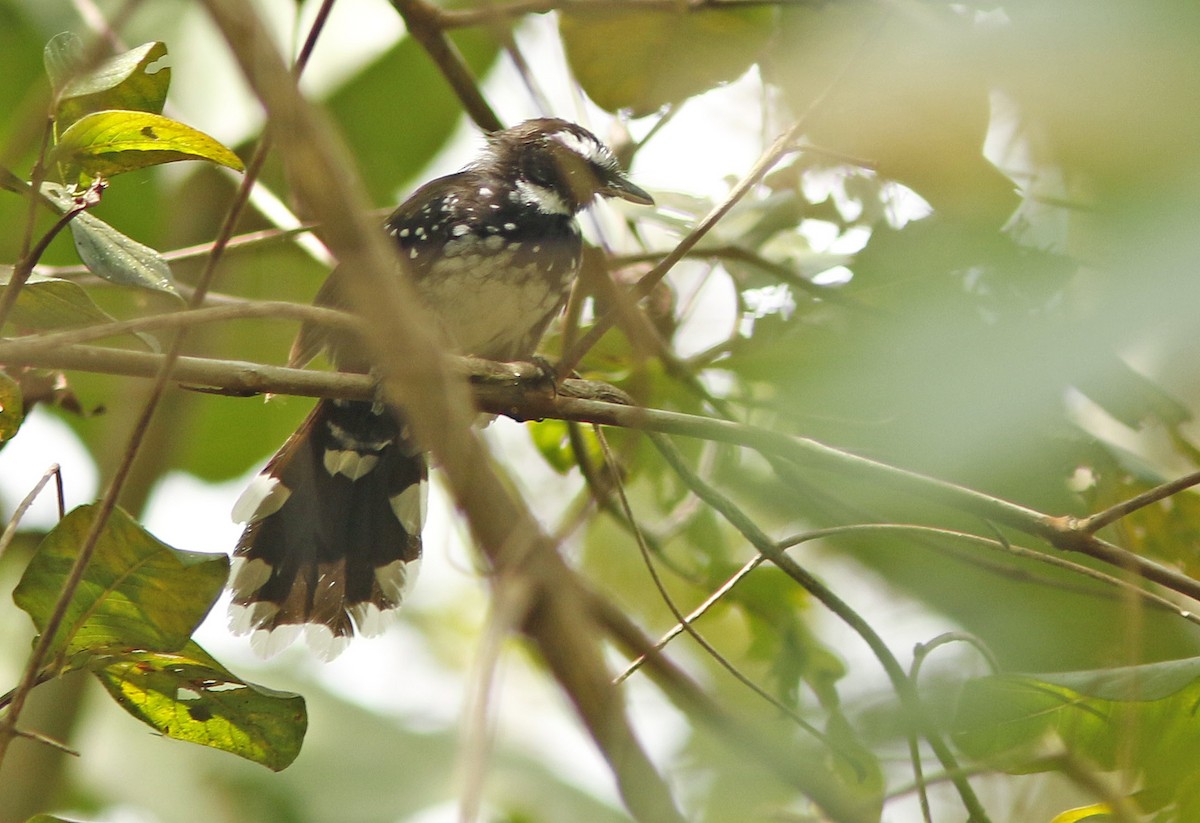 White-bellied Thicket-Fantail - ML38810891