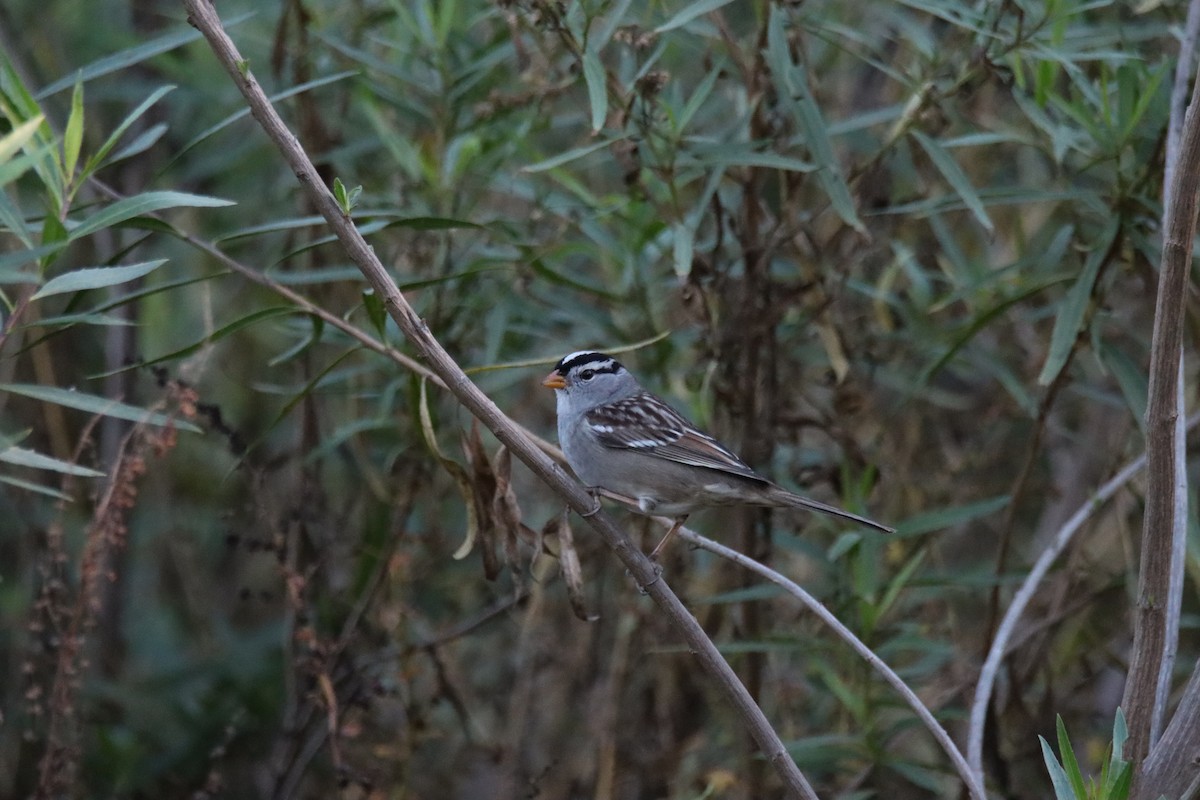 White-crowned Sparrow - Sally Veach