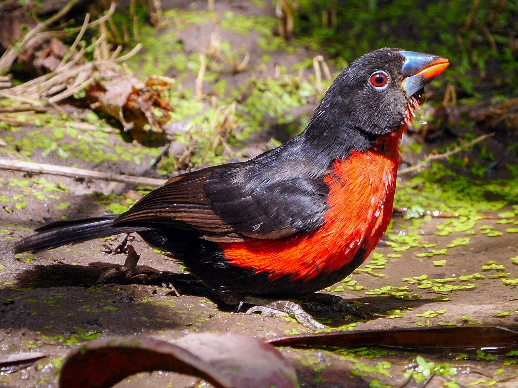 Western Bluebill eBird