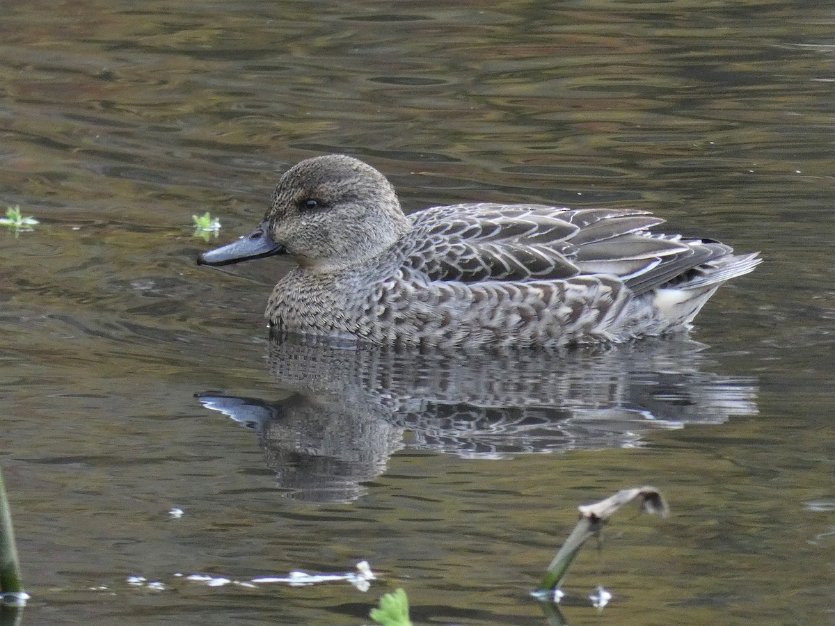 Green-winged Teal - ML388117621
