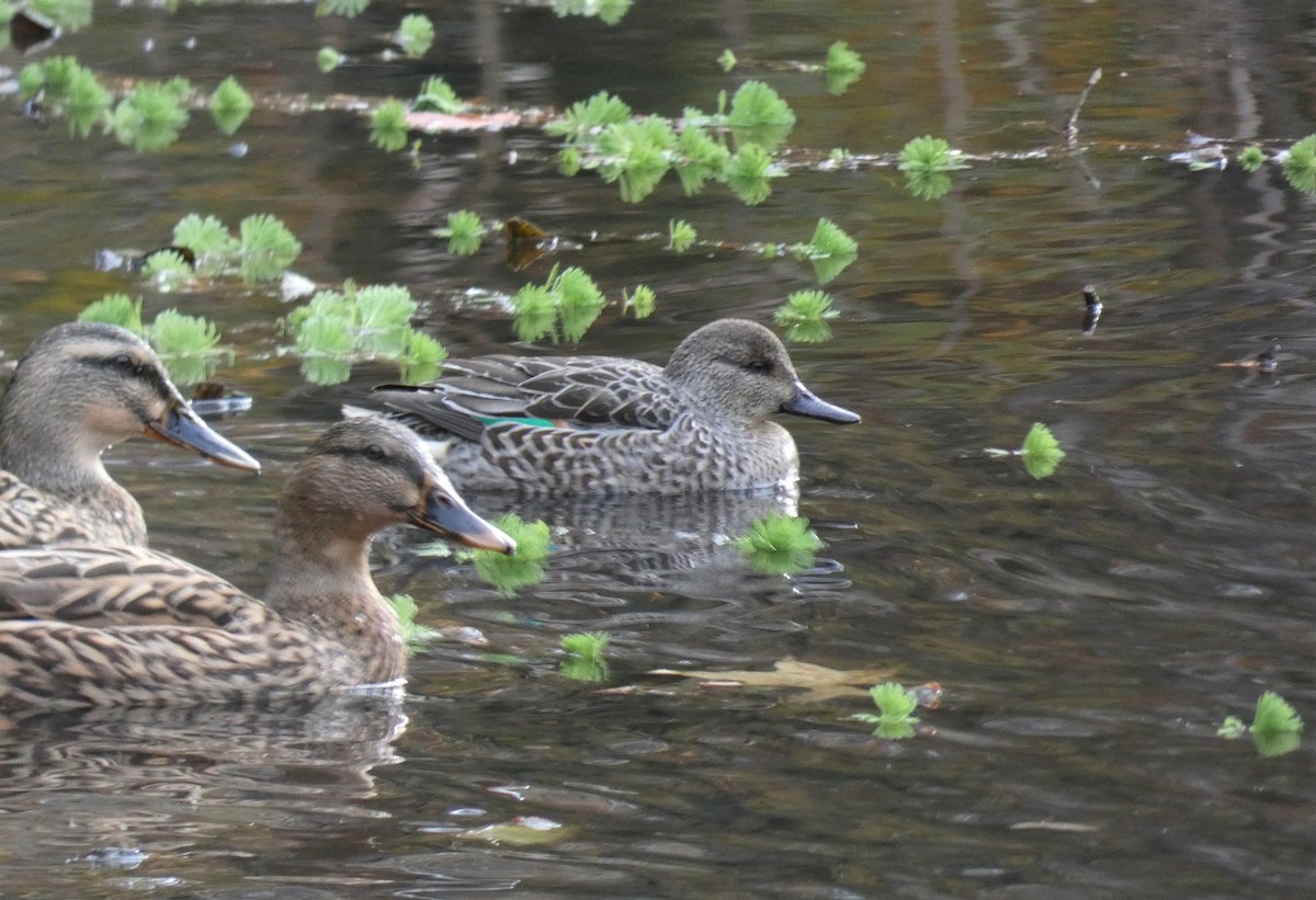 Green-winged Teal - ML388117661