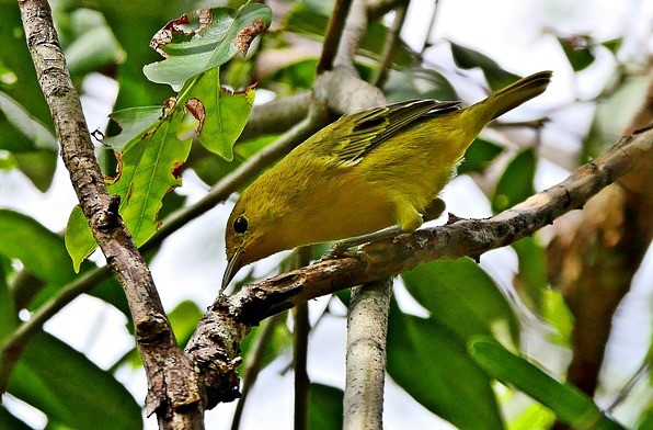Yellow Warbler (Golden) - Sadhu Govardhan