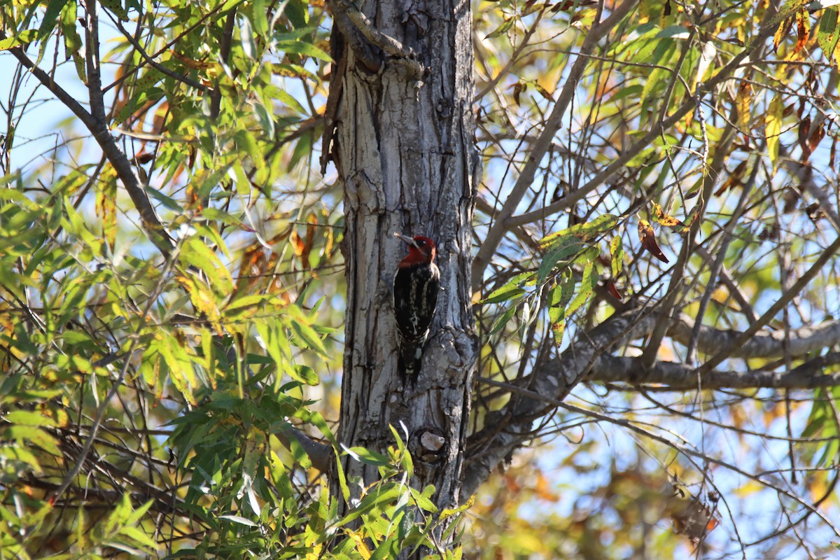 Red-breasted Sapsucker - Sally Veach
