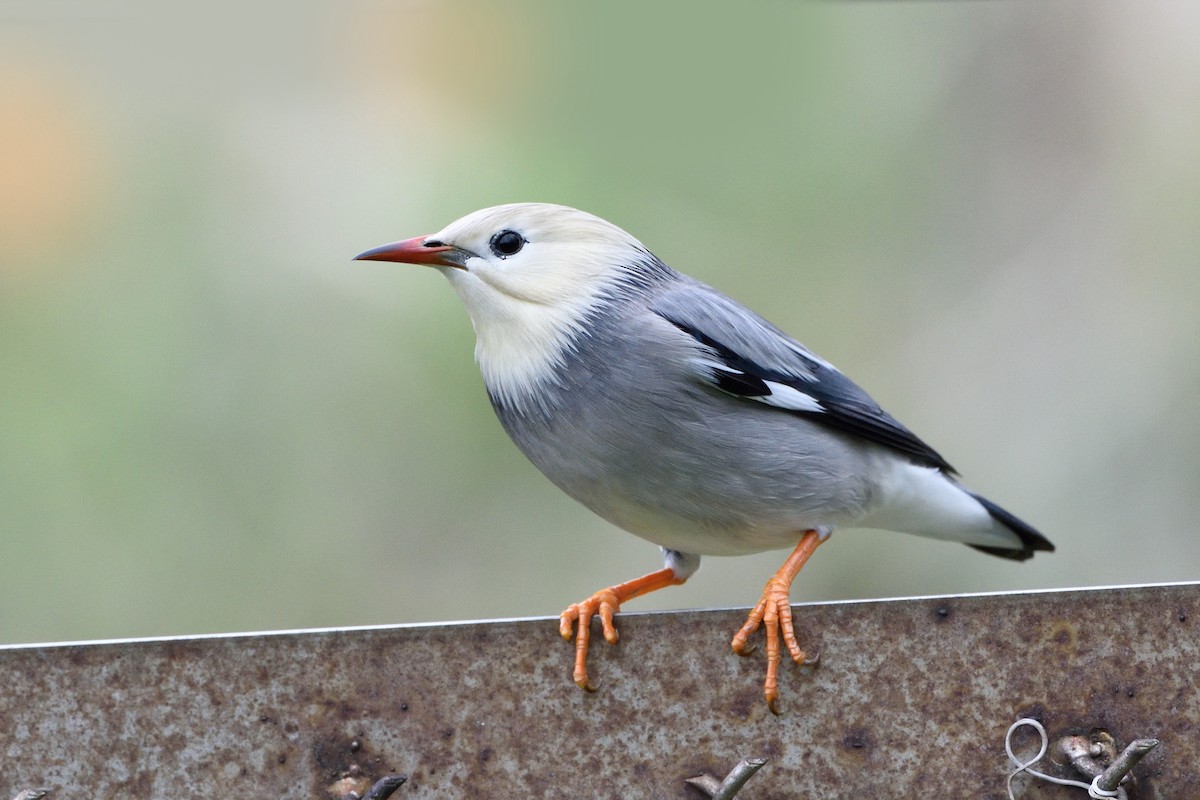 Red-billed Starling - 家祺 戴
