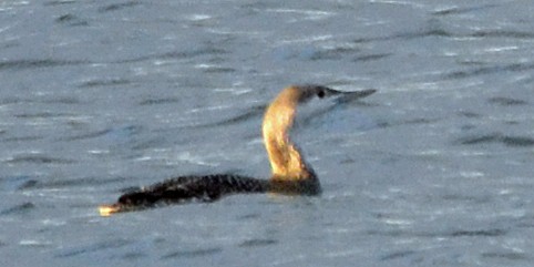 Red-throated Loon - Michael J Good