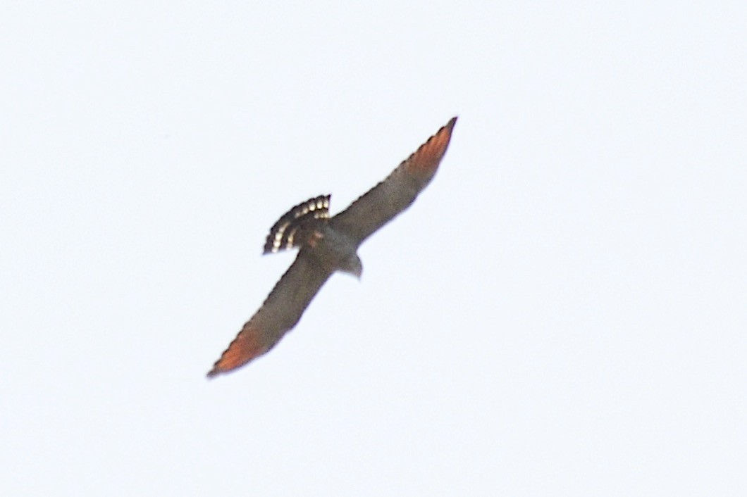 Plumbeous Kite - ML388130031