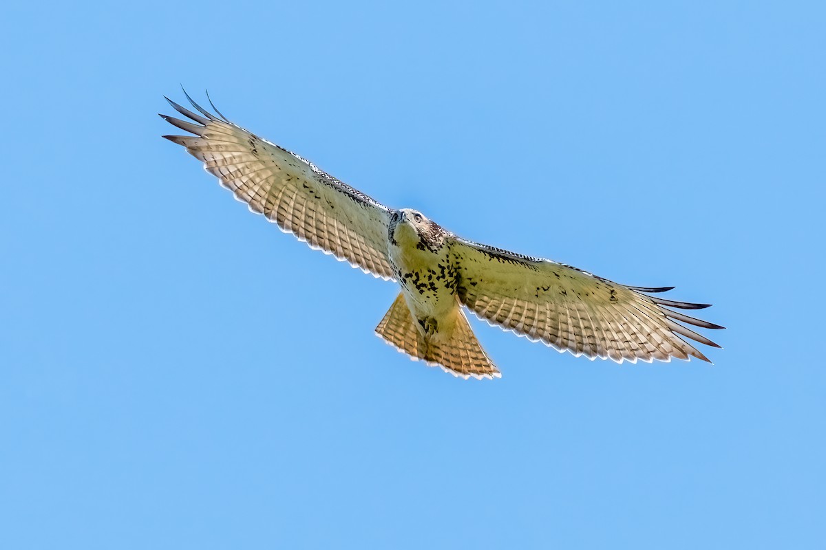 Red-tailed Hawk - ML388130971