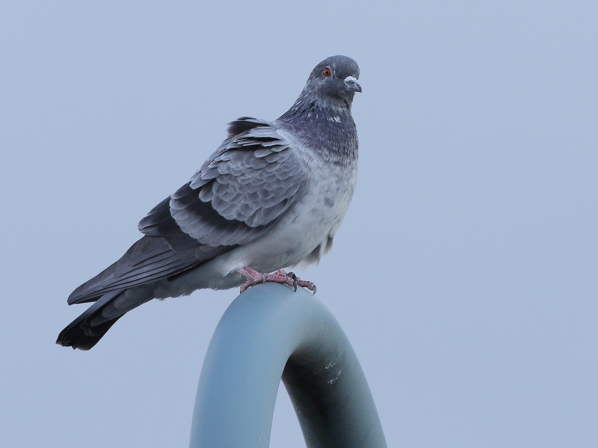 Rock Pigeon (Feral Pigeon) - Marcus Buck