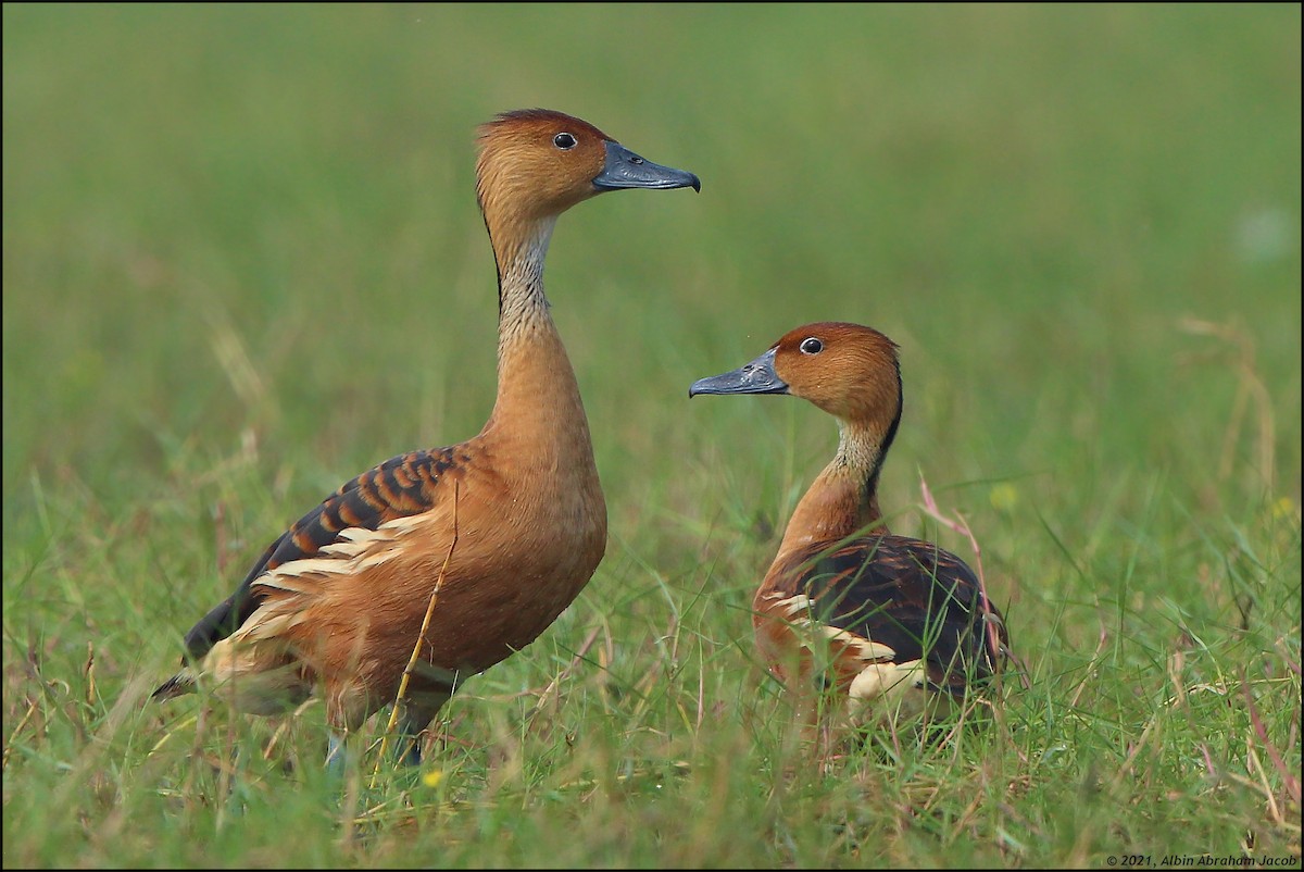 Fulvous Whistling-Duck - ML388143151