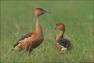 Fulvous Whistling-Duck, ML388143151