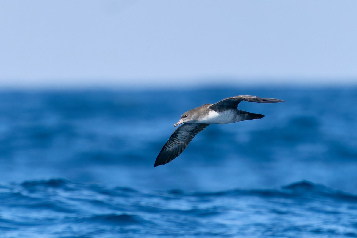 Pink-footed Shearwater - ML388147971