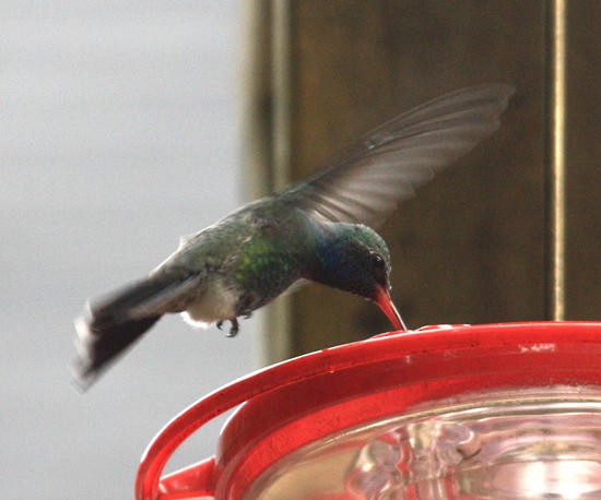 Broad-billed Hummingbird - ML38814911