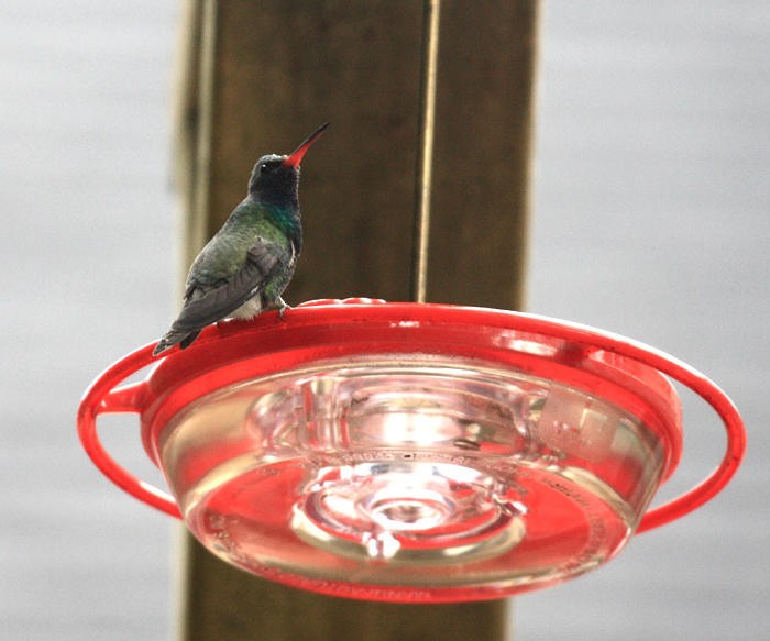 Broad-billed Hummingbird - Tom Murray