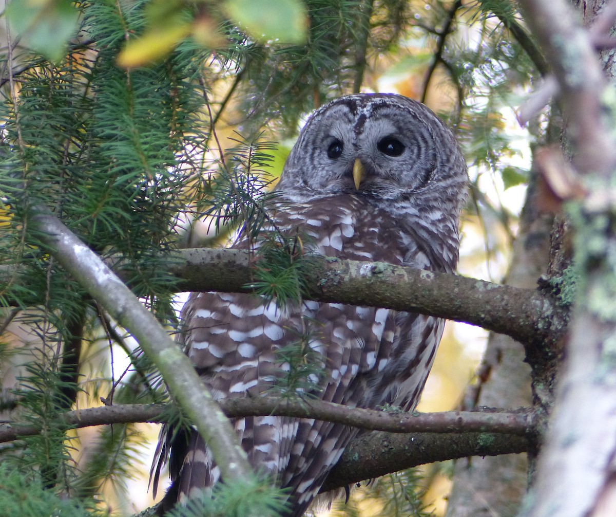 Barred Owl - ML38815361