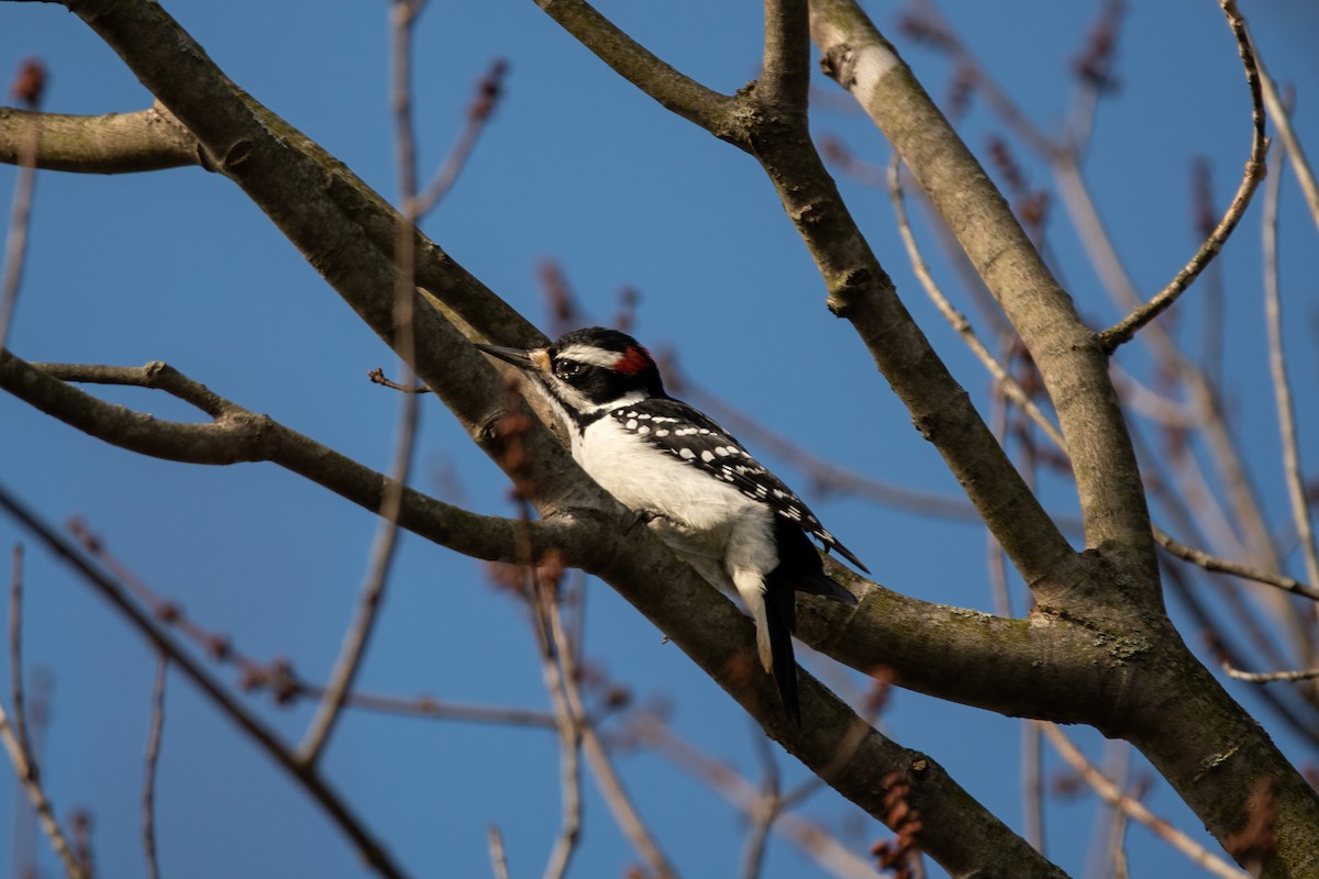 Hairy Woodpecker - ML388154071
