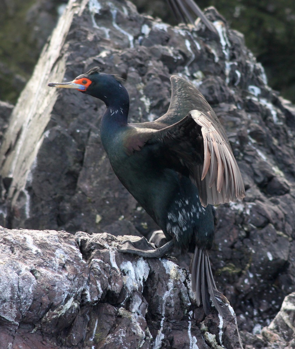 Red-faced Cormorant - ML38815431
