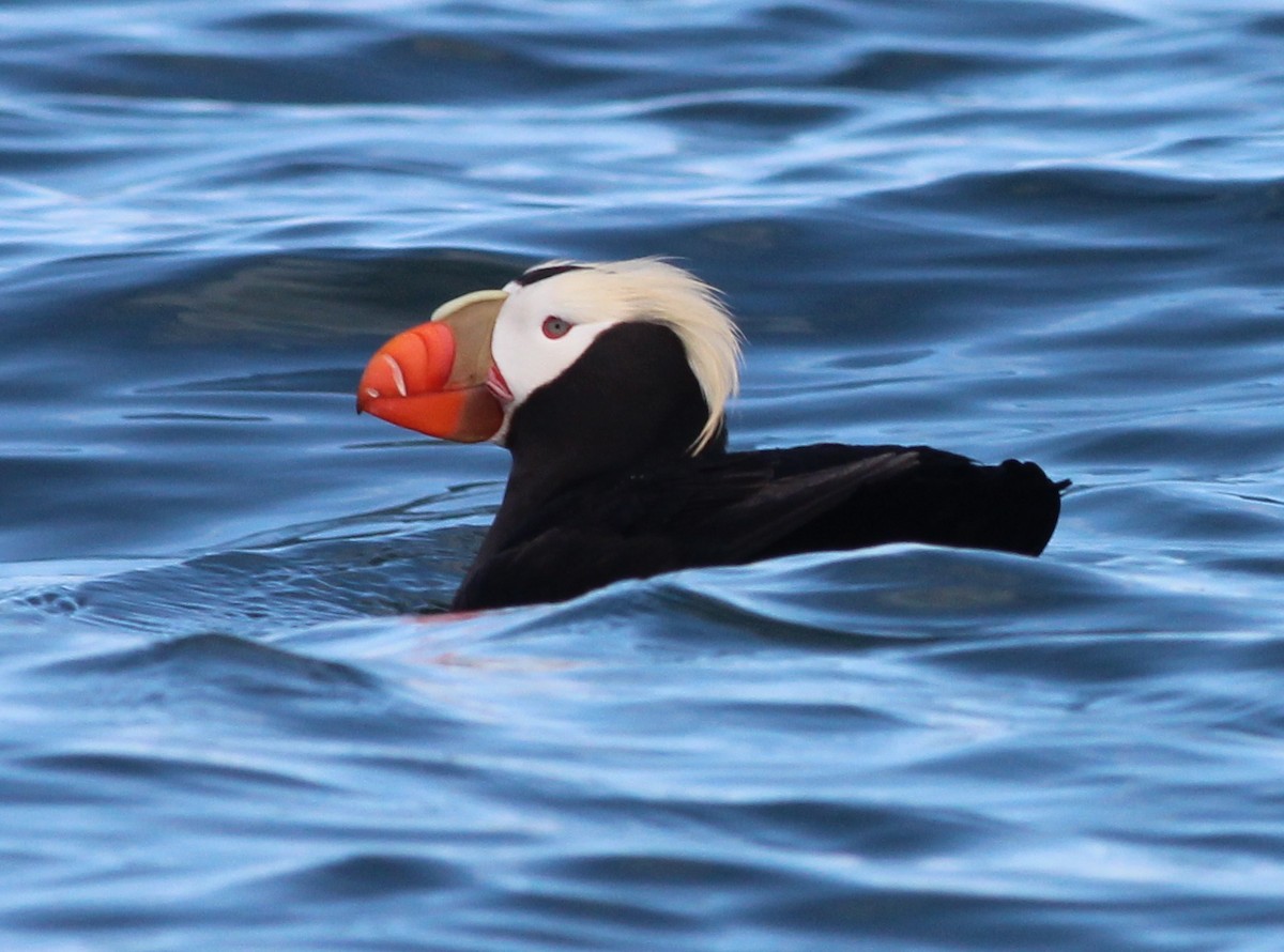 Tufted Puffin - ML38815491