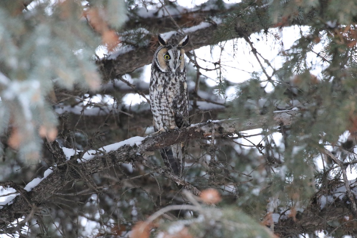 Long-eared Owl - ML388156711