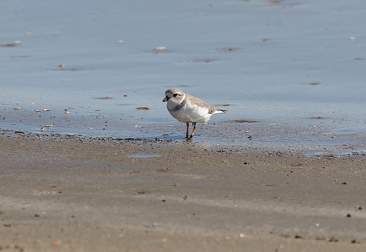 Piping Plover - ML388157721