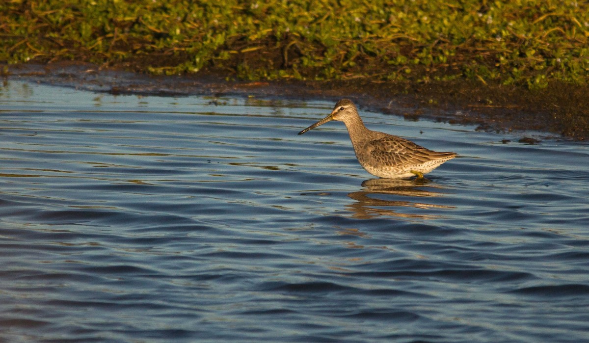 Long-billed Dowitcher - Nathan Tea