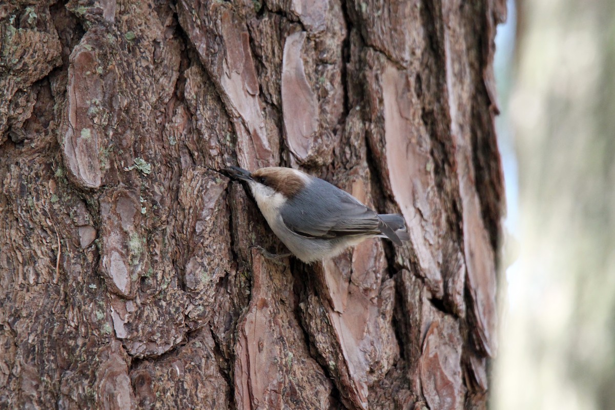 Brown-headed Nuthatch - ML388159021