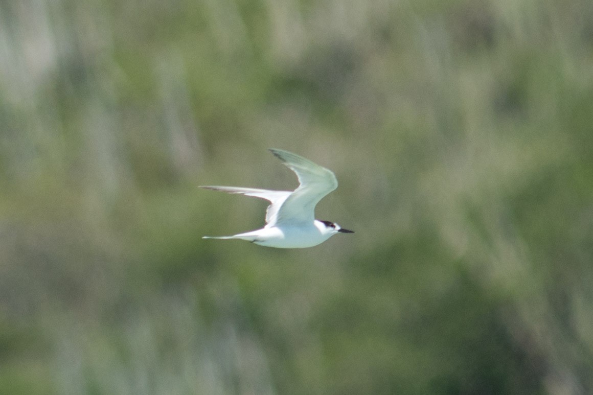 Common Tern - Hudson - BirdsRio