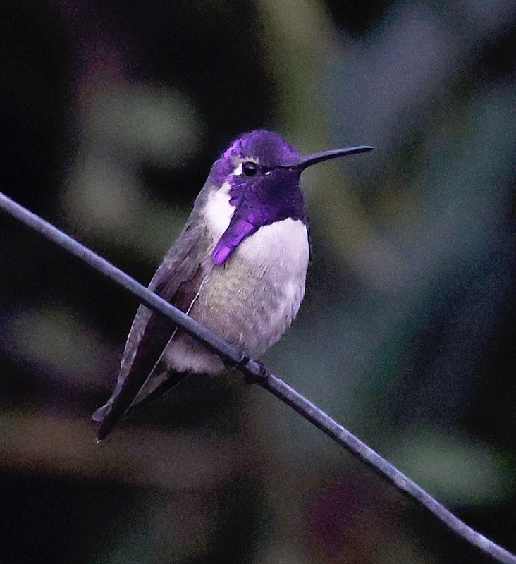 Costa's Hummingbird - ML388164291