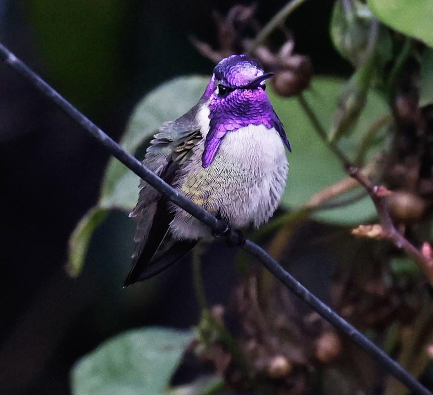 Costa's Hummingbird - ML388164301