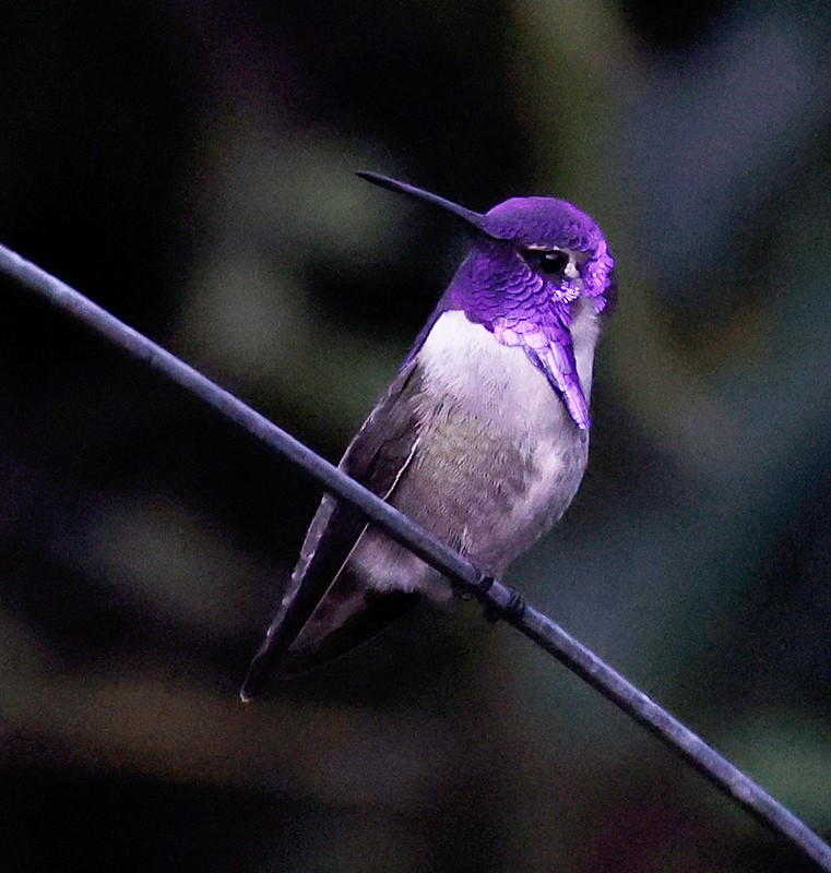 Costa's Hummingbird - ML388164311