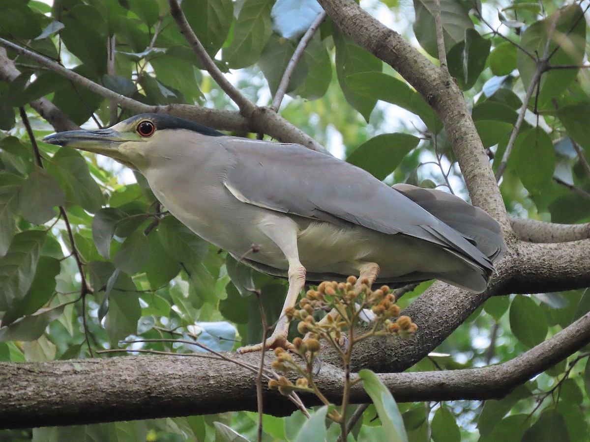 Black-crowned Night Heron - Alfonso Auerbach