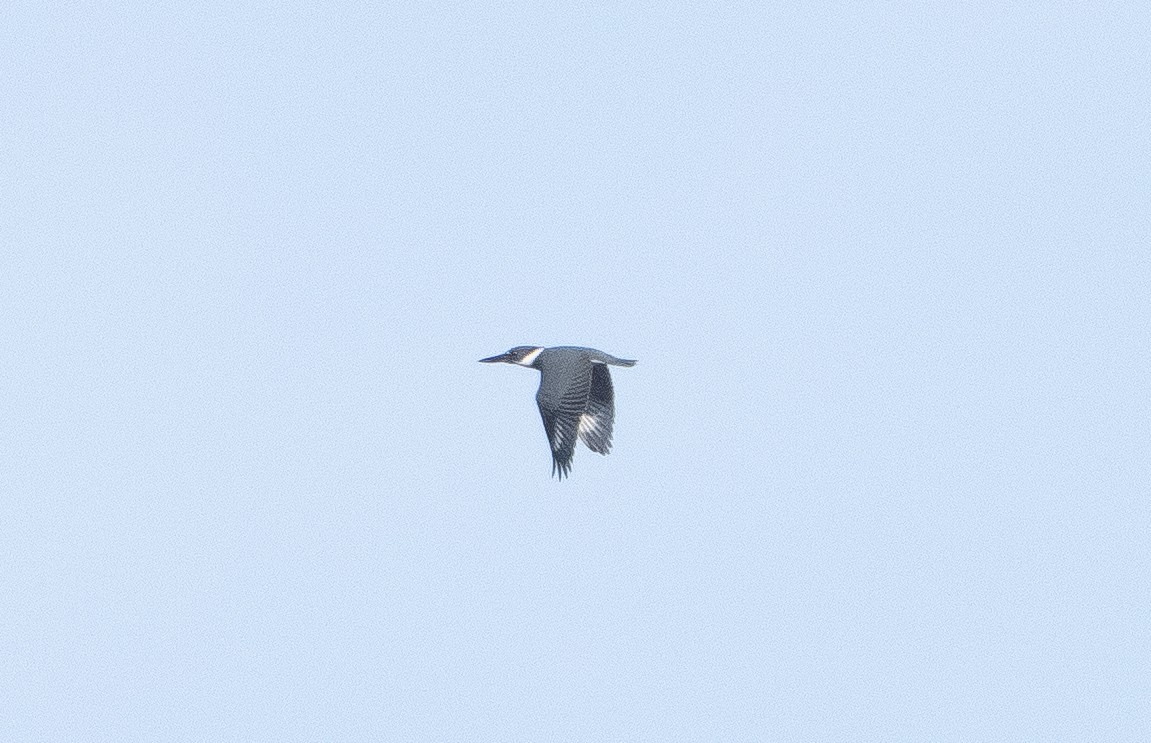 Belted Kingfisher - ML388164691