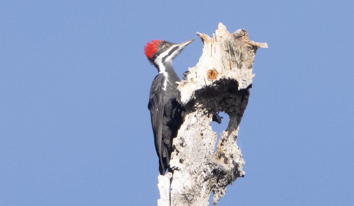 Pileated Woodpecker - Liam Huber