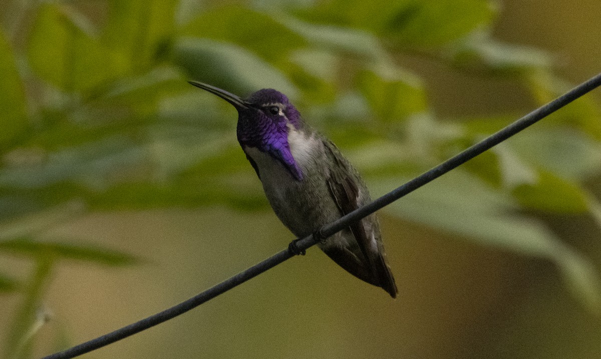 Costa's Hummingbird - ML388165161