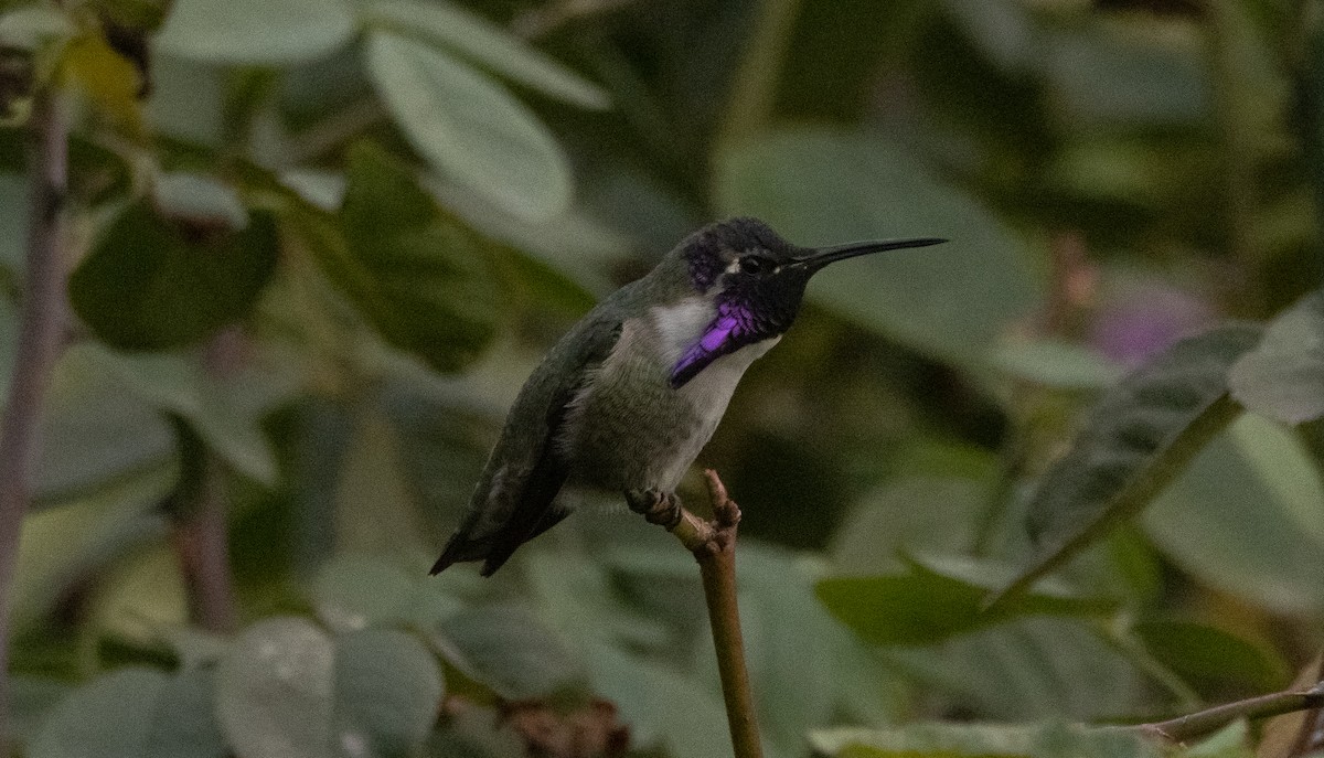 Costa's Hummingbird - ML388165171